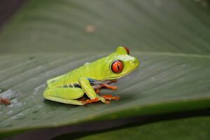 red-eye frog, red-eyed tree frog, frog-2759755.jpg